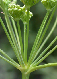 Stiff Cowbane