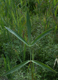 Stiff Cowbane