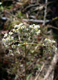 Stiff Cowbane