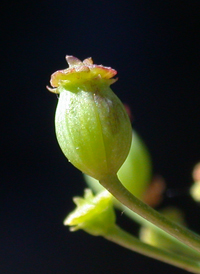 Stiff Cowbane