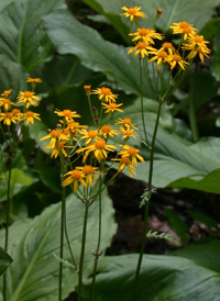 Golden Ragwort