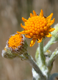 Woolly Ragwort