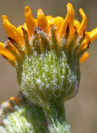 Woolly Ragwort