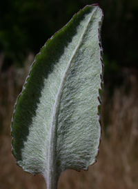 Woolly Ragwort