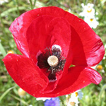 Common Poppy Common Poppy