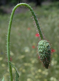 Common Poppy