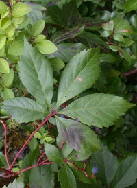 Common Virginia-creeper