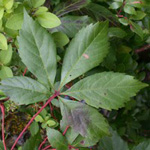 Common Virginia-creeper Common Virginia-creeper