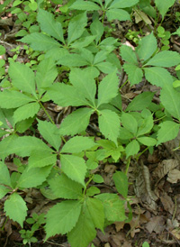 Common Virginia-creeper