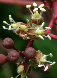 Common Virginia-creeper