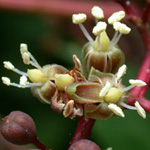 Common Virginia-creeper