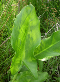 Green Arrow Arum