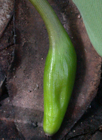 Green Arrow Arum