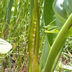 Green Arrow Arum