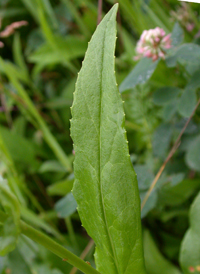 Foxglove Beardtongue