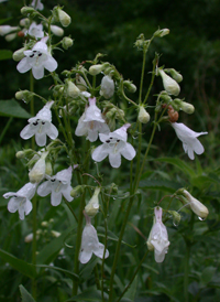 Foxglove Beardtongue