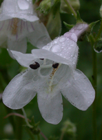 Foxglove Beardtongue