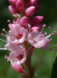 Swamp Smartweed