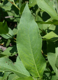 Swamp Smartweed