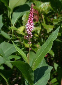 Swamp Smartweed