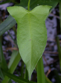 Halberd-leaved Tearthumb