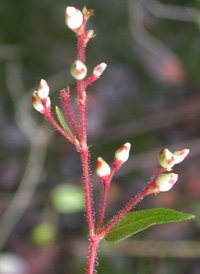 Halberd-leaved Tearthumb