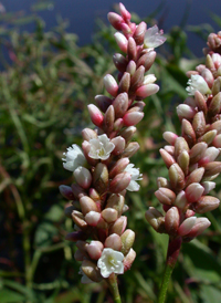 Dense-flowered Smartweed