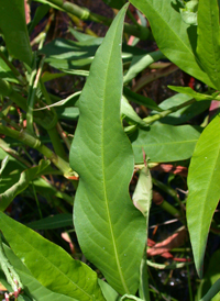 Dense-flowered Smartweed