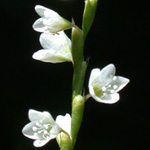 Mild Water-pepper Mild Water-pepper