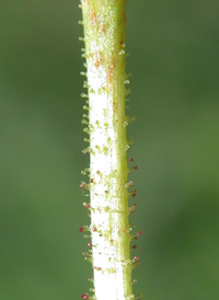 Pale Persicaria