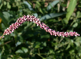 Pale Persicaria