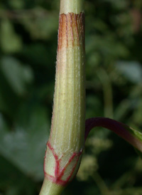 Pale Persicaria