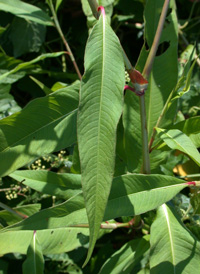 Pale Persicaria