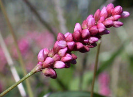 Long-bristled Smartweed