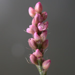 Long-bristled Smartweed