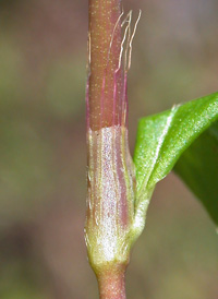 Long-bristled Smartweed