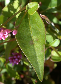 Long-bristled Smartweed