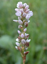 Pennsylvania Smartweed