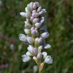 Pennsylvania Smartweed Pennsylvania Smartweed
