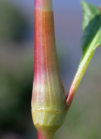 Pennsylvania Smartweed