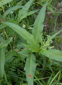 Pennsylvania Smartweed