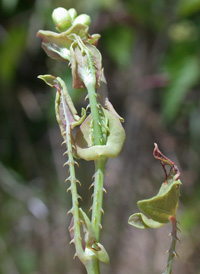 Asiatic Tearthumb