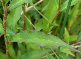 Dotted Smartweed