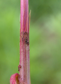 Dotted Smartweed