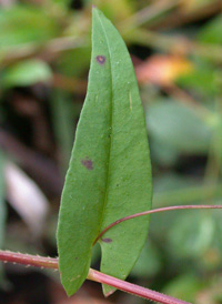 Arrow-leaved Tearthumb