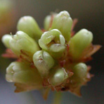 Arrow-leaved Tearthumb Arrow-leaved Tearthumb