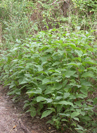 Virginia Knotweed