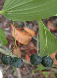 Smooth Solomon's-seal