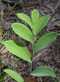 Smooth Solomon's-seal