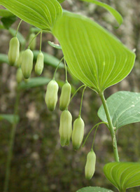 Smooth Solomon's-seal